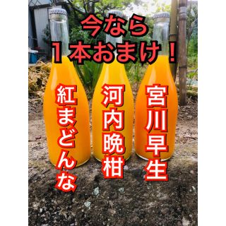 紅まどんな・宮川早生・河内晩柑の無添加ジュースセット★今ならプラス１本おまけ！！(フルーツ)