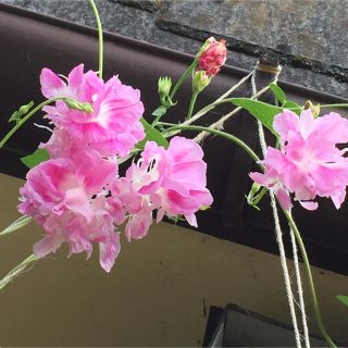 朝顔 花 花の種 種 変化朝顔 ピンク 八重咲き(その他)