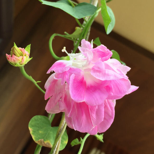 朝顔 花 花の種 八重咲き 変化朝顔 ピンク ハンドメイドのフラワー/ガーデン(その他)の商品写真
