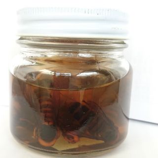 オオスズメバチ焼酎漬け 250ml瓶 | energysource.com.br