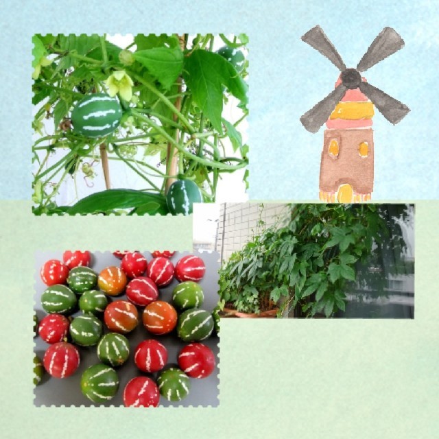 沖縄すずめうり　種 ハンドメイドのフラワー/ガーデン(プランター)の商品写真