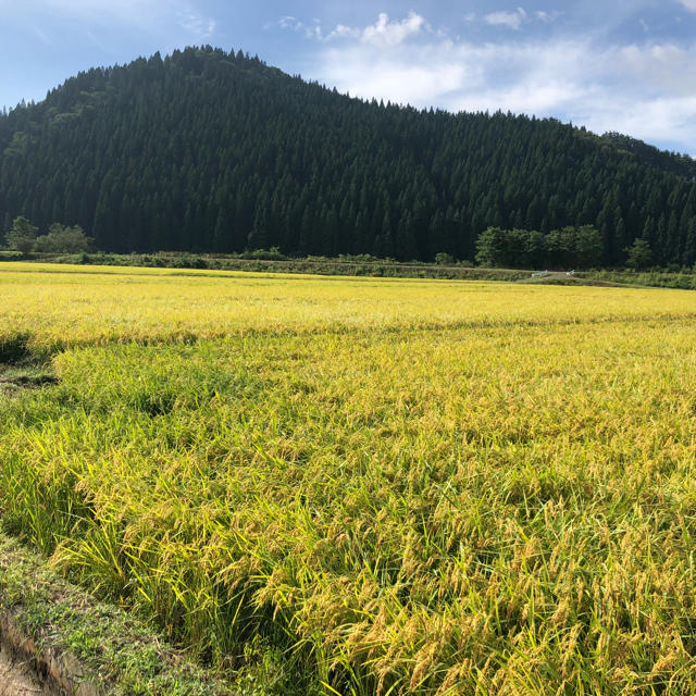 （さやん様専用）平成30年秋田県産 あきたこまち 玄米 30キロ 食品/飲料/酒の食品(米/穀物)の商品写真