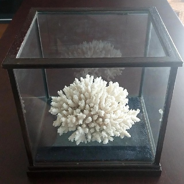 白珊瑚 置物 特注専用ガラスケース付きの通販 by ターボー's shop｜ラクマ