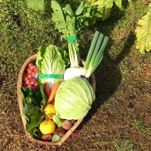 ☆いちゴ☆様専用ページ 食品/飲料/酒の食品(野菜)の商品写真