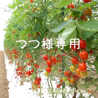 6月5か6日発送予定 つつ様専用 アイコ6kg ミニトマト(野菜)