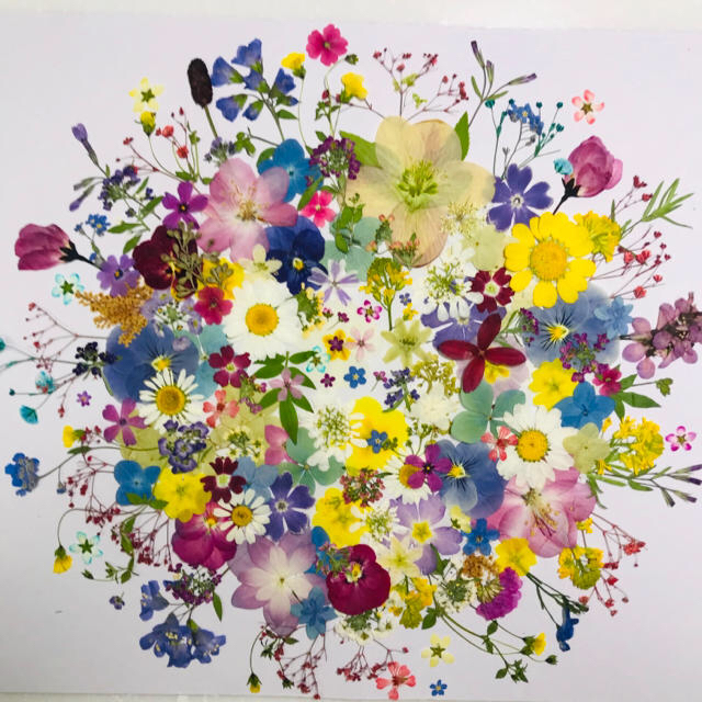 押し花素材142 バーベナ かすみ草 アリッサム 小花 ピンク アソート