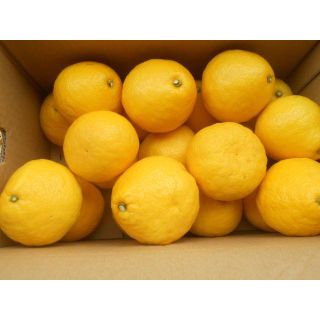 高知産　ハウス小夏　約５Ｋｇ　２～３Ｌ　家庭用(フルーツ)