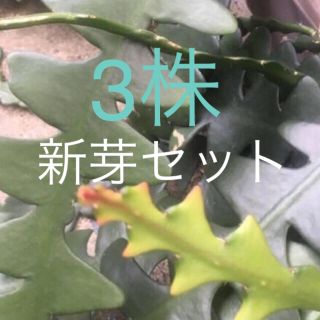 フィッシュボーンカクタス  多肉 ピンク系  新芽(プランター)