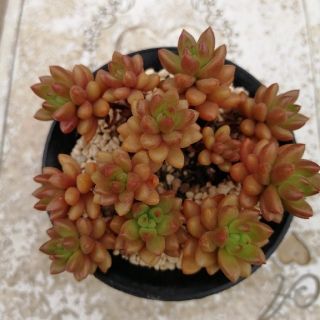 セデベリア　ホワイトストーンクロプ　多肉植物(その他)