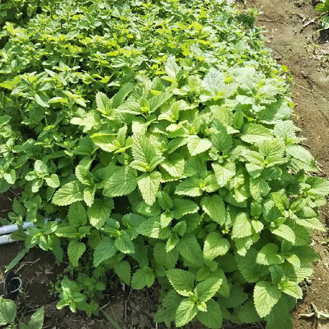 無農薬野菜  レタス類いっぱいセット fickle beat 食品/飲料/酒の食品(野菜)の商品写真