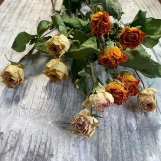 ドライフラワー 薔薇 ミニ(ドライフラワー)