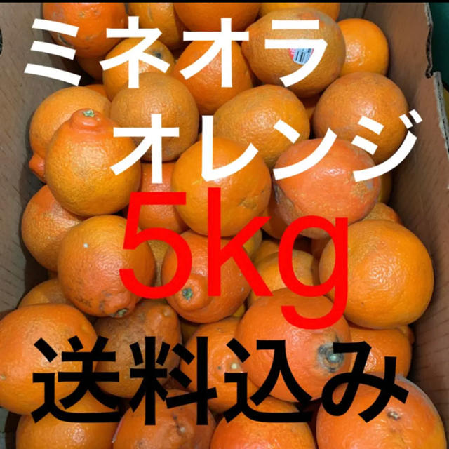 アメリカ産 訳あり傷ありミネオラオレンジ約5kg 食品/飲料/酒の食品(フルーツ)の商品写真