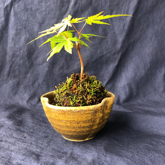 もみじ ミニ盆栽 寄せ植え （苔玉）❶ ハンドメイドのフラワー/ガーデン(その他)の商品写真