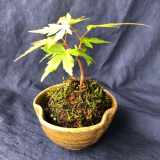 もみじ ミニ盆栽 寄せ植え （苔玉）❶(その他)