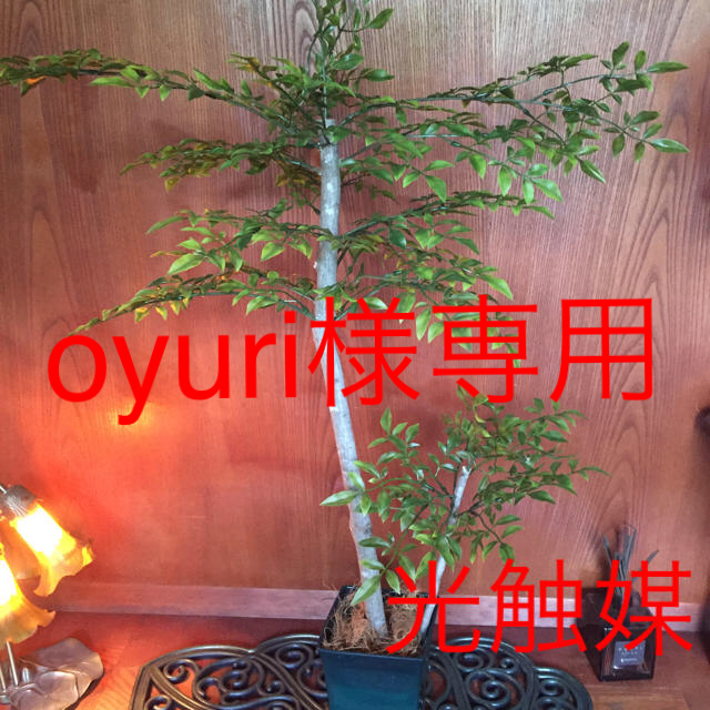 人工観葉植物 アラレヤ