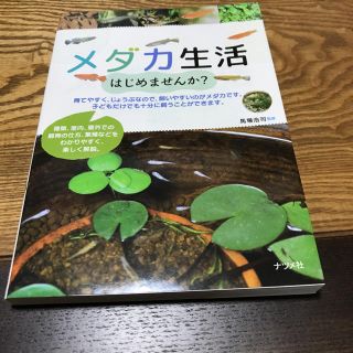 メダカ生活はじめませんか?(その他)