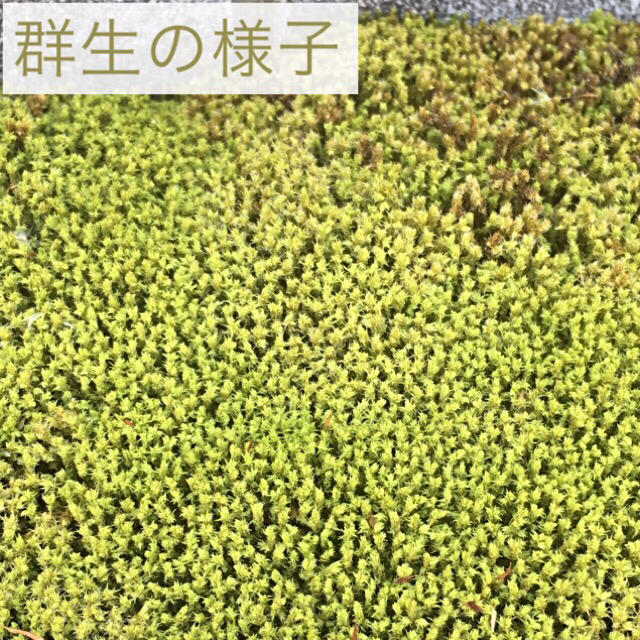 苔 陸上 初心者向け ハンドメイドのフラワー/ガーデン(プランター)の商品写真