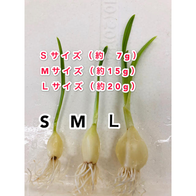 発芽にんにく   Mサイズ   40本   約675g 食品/飲料/酒の食品(野菜)の商品写真