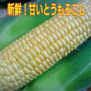 産地直送！農家直送！鹿児島県産 とうもろこし 7本(野菜)