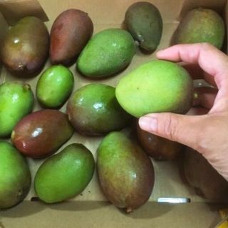 限定お買い得ボリューム品！沖縄本島屋我地島産 青マンゴー♪　５ｋｇ！！(野菜)