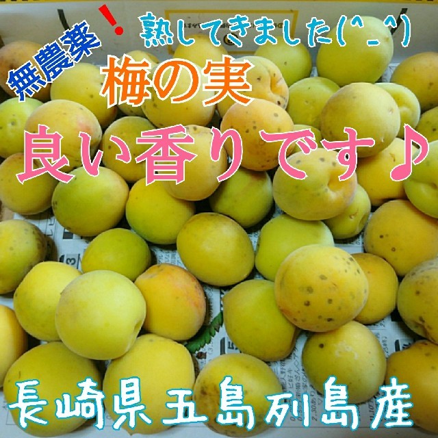 無農薬 ❗「熟してきました 梅 1㎏ 」収穫したてを発送❗長崎県五島列島産 食品/飲料/酒の食品(フルーツ)の商品写真