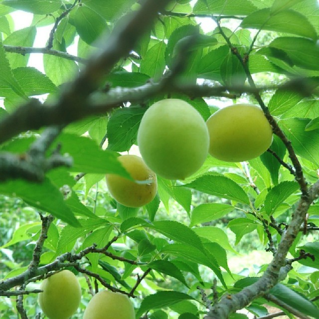 無農薬 ❗「熟してきました 梅 1㎏ 」収穫したてを発送❗長崎県五島列島産 食品/飲料/酒の食品(フルーツ)の商品写真