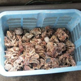 漁師直送 石鯛釣り餌ヤドカリ30匹 瞬間冷凍 送料無料の通販 by