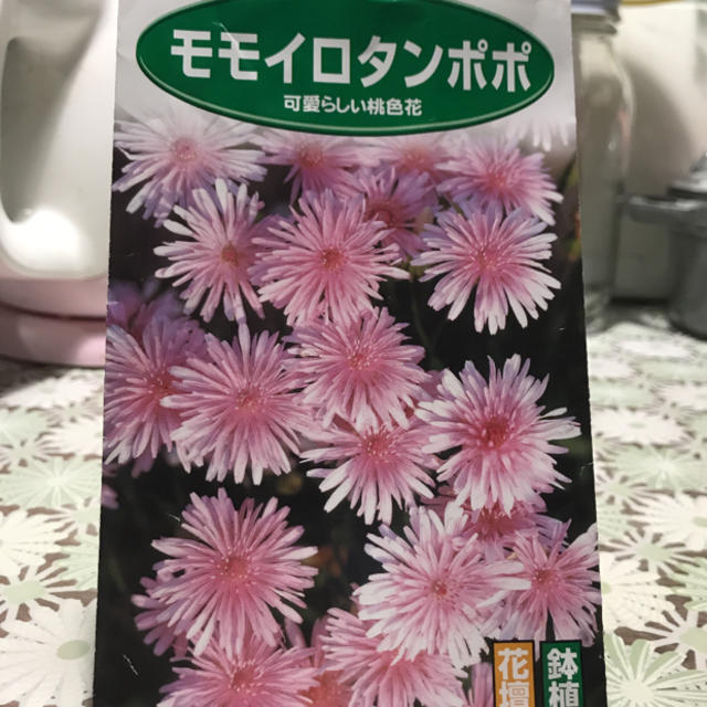 モモイロタンポポの種  50粒以上 ＆  おまけでネモフィラ かフェリシアの種 ハンドメイドのフラワー/ガーデン(その他)の商品写真