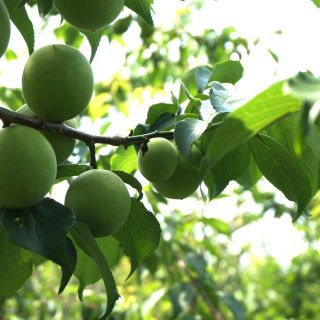 さとやん様専用(野菜)