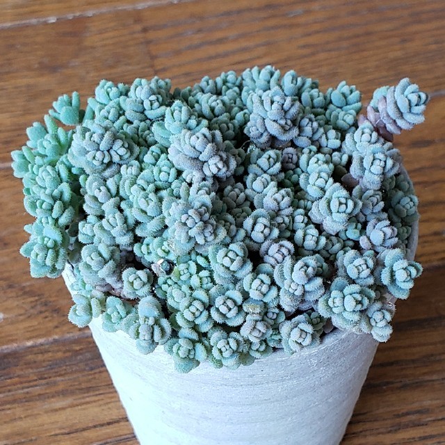 多肉植物 姫星美人(小粒 ) 抜き苗 これ全部の通販 by 多肉植物 姫星美人(小粒 ) 抜き苗 これ全部の通販 by