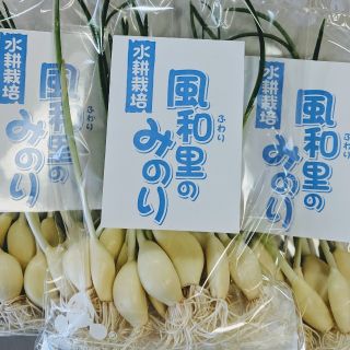 友芽にんにく【osaka様専用】(野菜)