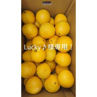 ●Lucky♪様専用●温室 小夏 Mサイズ 5kg 高知県産(フルーツ)