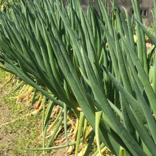 根っこ&土付き長ねぎ約6本＊国産＊野菜＊無農薬＊家庭菜園＊ネギ苗(野菜)