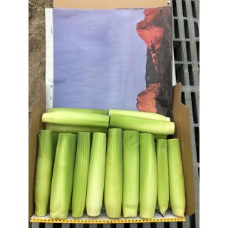 2kg 40本〜(野菜)