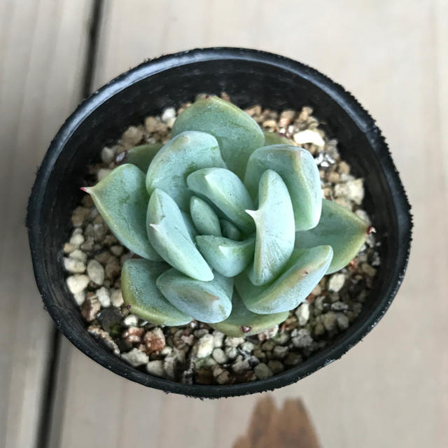 4 ジョセリンのバラxクスピダータサンロベルト 自作交配 多肉植物の通販 By 千の多肉屋 ラクマ 4 ジョセリンのバラxクスピダータサンロベルト 自作交配 多肉植物の通販 By 千の多肉屋 ラクマ