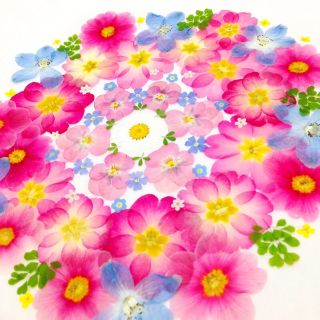 74  押し花セット♡即日発送✿ハンドメイド 素材 小花(ドライフラワー)