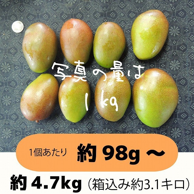 ［橙5］約4.7キロ　グリーンマンゴー 青マンゴー　摘果マンゴー　加工用 食品/飲料/酒の食品(フルーツ)の商品写真