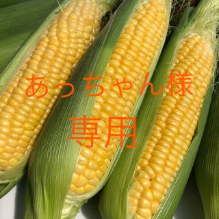 あっちゃん様専用     朝採り‼️ 産地直送‼️ とうもろこし 12本入(野菜)