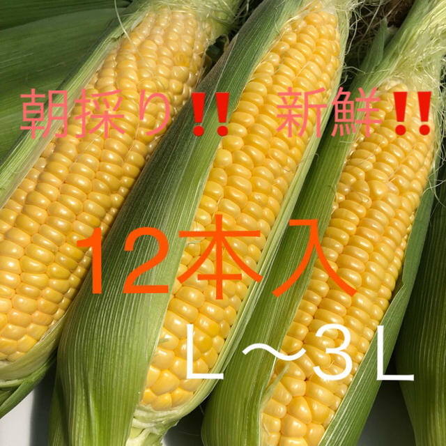 朝採り‼️ 産地直送‼️ とうもろこし   12本入り（Ｌ〜３Ｌ） 食品/飲料/酒の食品(野菜)の商品写真