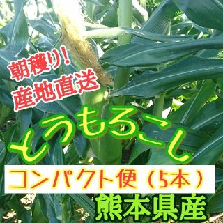 値引き/数量限定　とうもろこし（熊本産）5本


(野菜)