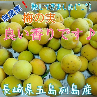 無農薬 ❗「熟してきました 梅 1㎏ 」収穫したてを発送❗長崎県五島列島産(フルーツ)