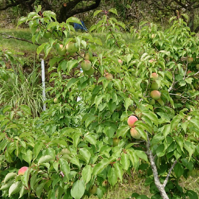 和歌山県産 南高梅 青梅 10kg