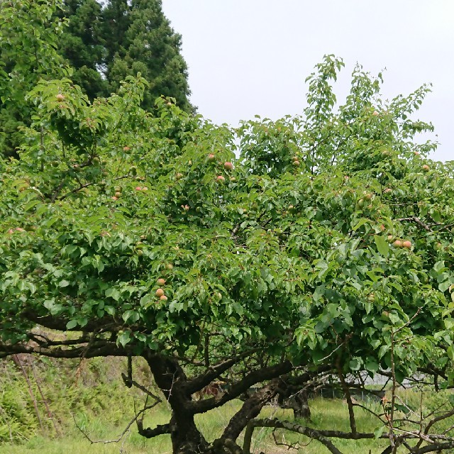 和歌山県産 南高梅 青梅 10kg