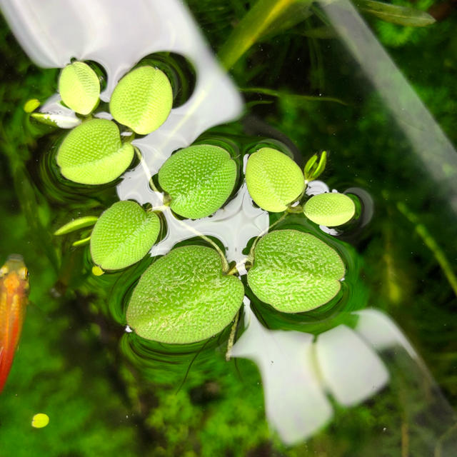 郵送 メダカの水草3種 オオサンショウモ 農薬不使用 即購入ok の通販 By ぷらんちゅうさんのお店 ラクマ