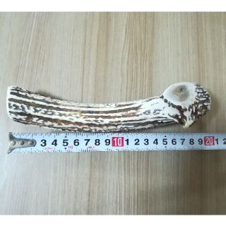 新品・未使用　鹿の角(約20㎝)(犬)