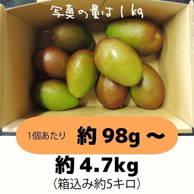 ［橙5-3］約4.7キロ　グリーンマンゴー 青マンゴー　摘果マンゴー　加工用 食品/飲料/酒の食品(フルーツ)の商品写真