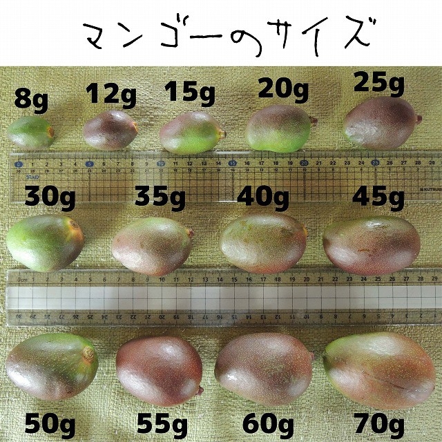 ［橙5-3］約4.7キロ　グリーンマンゴー 青マンゴー　摘果マンゴー　加工用 食品/飲料/酒の食品(フルーツ)の商品写真