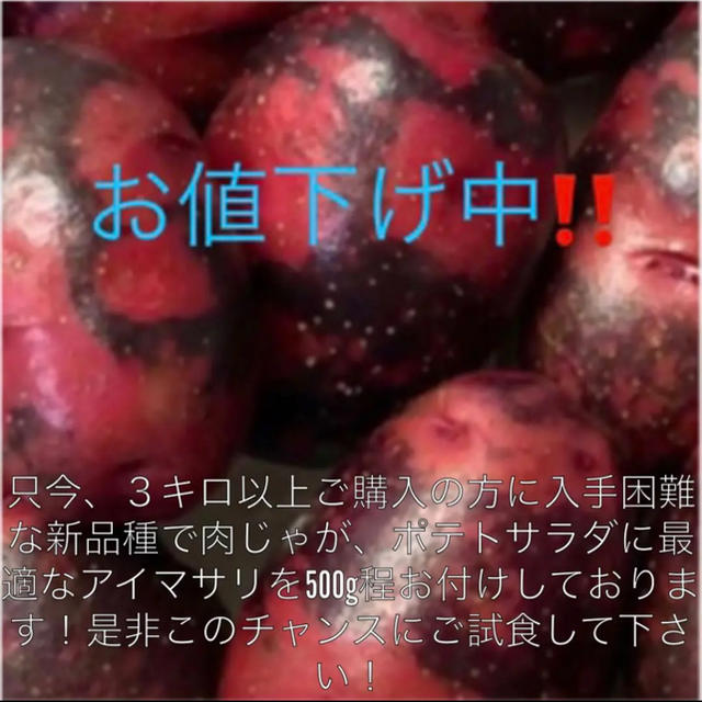 長崎県産 グラウンドペチカ（デストロイヤー）6kg M〜L玉 食品/飲料/酒の食品(野菜)の商品写真