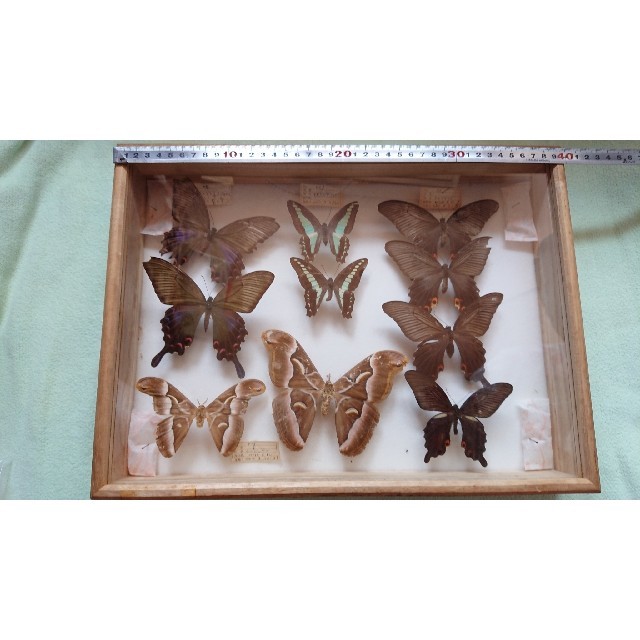 昆虫標本◆昭和44年頃：福岡にて採集◆コレクション♪研究用に♪④