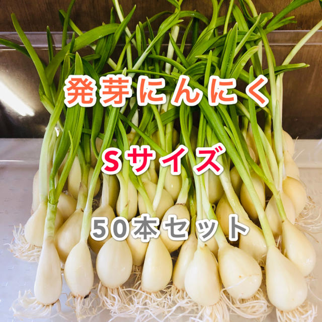 発芽にんにく   Sサイズ   50本   約300g 食品/飲料/酒の食品(野菜)の商品写真